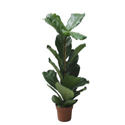 Ficus Lyrata 21cm