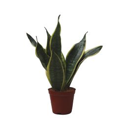 Sansevieria 12cm