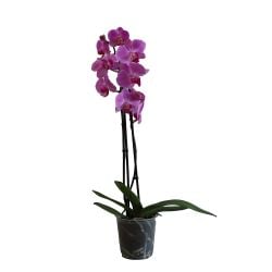 Orchid Twiná12cm