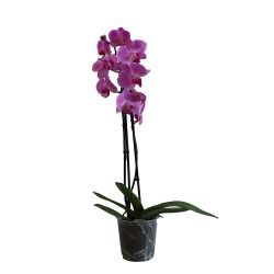 Orchid Twiná12cm