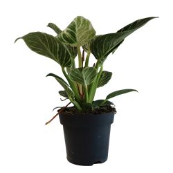 Spathiphyllum 14cm