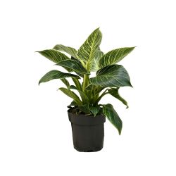 Philodendron 14cm