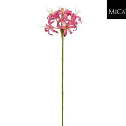Nerine Stem Dark Pink 59cm