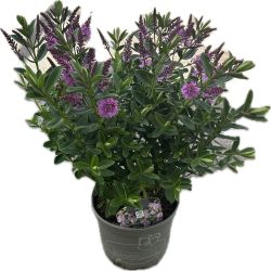 Hebe Andersonii 17cm