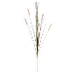Dogtail Grass Purple 84cm