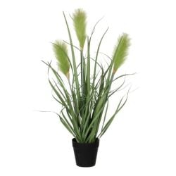 Reed Grass Green in Pot