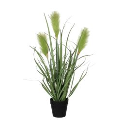 Reed Grass Green in Pot