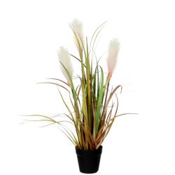 Reed Grass Brown in Pot