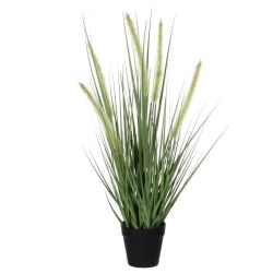 Dogtail Grass Green in Pot