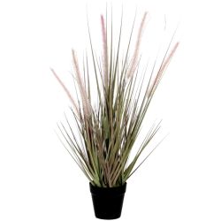 Dogtail Grass Purple in Pot