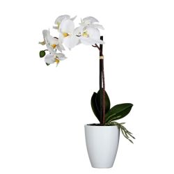 White Orchid in Pot