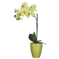 Green Orchid in Pot