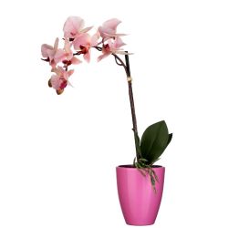 Pink Orchid in Pot