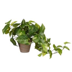 Pothos Green in Pot