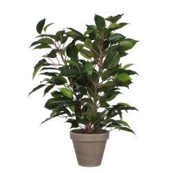 Ficus Natasja in Pot Grey 11.5cm