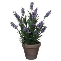Lavender in Pot Grey 11.5cm