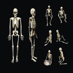 Halloween 36Cm Hanging Posable Skeleton