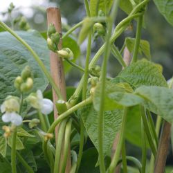 Premium Bamboo Garden Canes 3ft 90cm 20pk