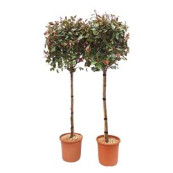Photinia On Stem 24Cm