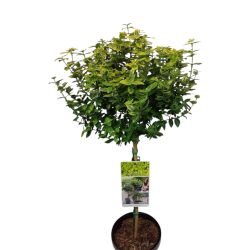 Euonymus On Stem 24Cm