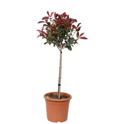 Photinia Compacta On Stem 26Cm
