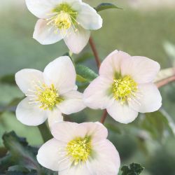 Hellebore 13 CM