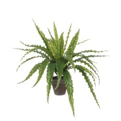 Asplenium Green In Pot