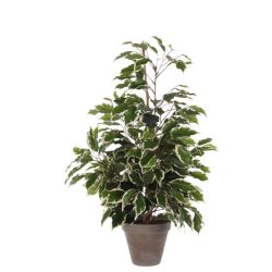 Ficus Exotica Green Variegated in Pot