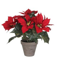 Poinsettia Red in Pot