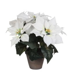 Poinsettia White in Pot