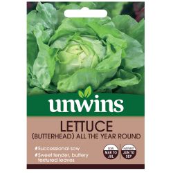 Butterhead Lettuce All The Year Round