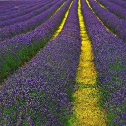 Lavandula Ang. Munstead 2L