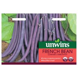 Dwarf French Bean Amethyst