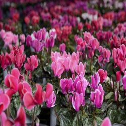 Cyclamen Planter
