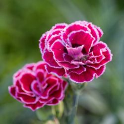 Dianthus 12cm