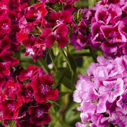 Dianthus Corona Cherry