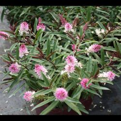 2L Hebe Strawberries & Cream