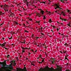 4Pk Dianthus/Sweet William