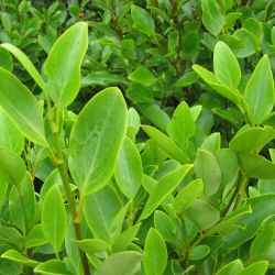 Griselinia Littoralis 13cm