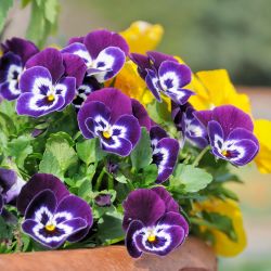 Pansy 6 Pack