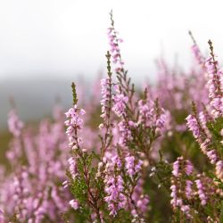 HEATHERS 2 YEAR OLDS 1.5L     