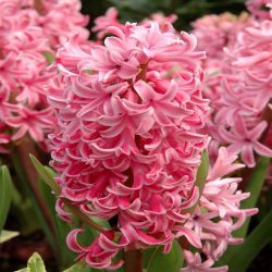 Hyacinth Single Pot10.5cm