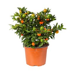Solanum (Christmas Cherry) 13cmm Pot