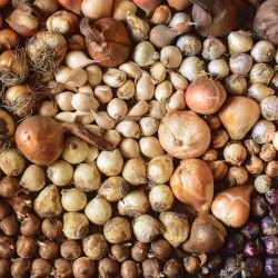 4KG Flower Bulbs - Assorted Narcissus Nets