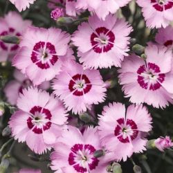 Sweet William Autumn 10 Pack