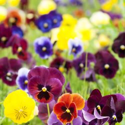 10Pk Autumn/Winter Violas