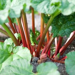 Rhubarb 2L