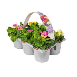 Primose Jumbo 6 Pack