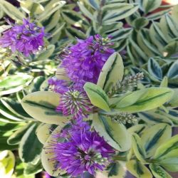 2L Hebe Elliptica Variegata