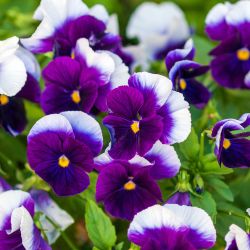 20Pk Violas